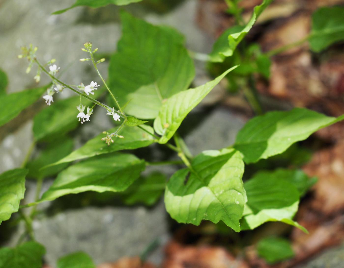 Enchanter's nightshade plant